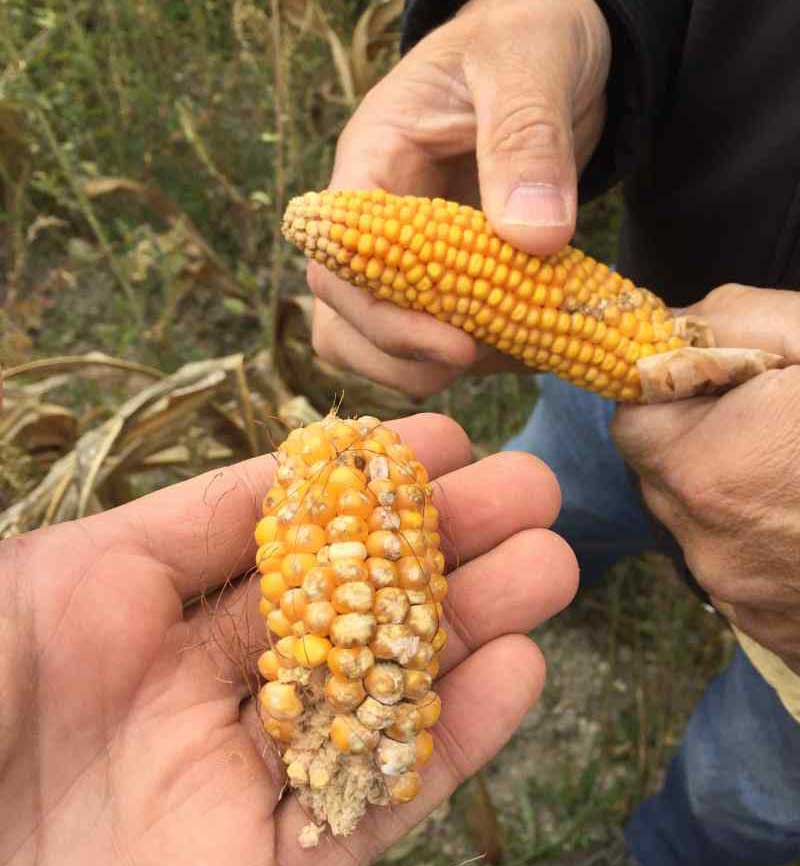 Diary and corn farmer, Brazil