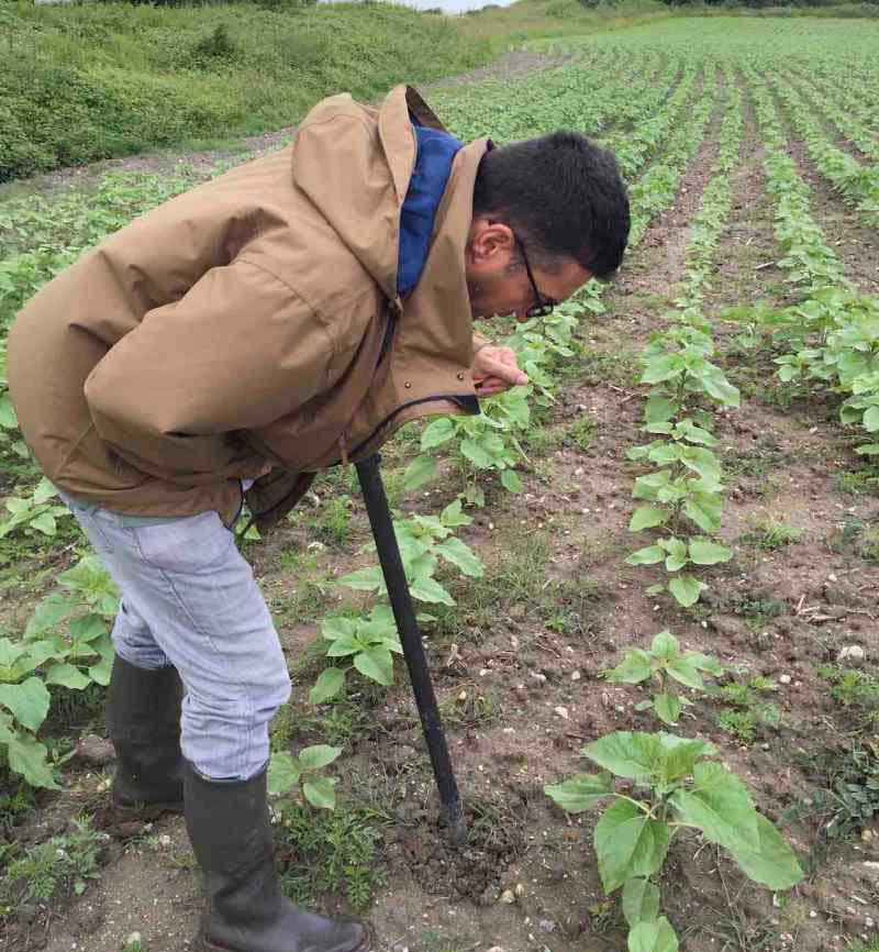 Sunflower farmer, France