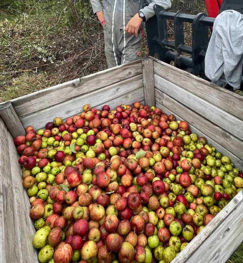 Apple farmer, Austria